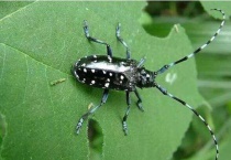 天牛种类有多少？