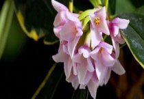 瑞香怎样修剪 附小苗的整形修剪