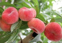 扁桃和蟠桃的区别？