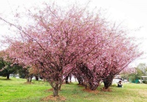 海棠树的品种有哪些？