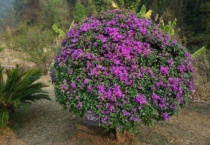 三角梅低温多少度要搬入室内