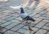 怎么催鸽子下蛋