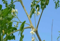 辣木籽树结果需要几年 附其栽培条件