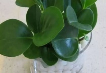 碧玉开花后怎么多久？