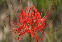 石蒜花有毒吗？