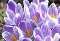 番红花耐寒吗？