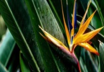 鹤望兰太高了怎么办？