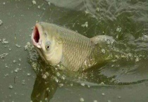 鱼在秋天喜欢吃什么食物 常见的鱼有哪些？