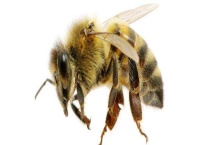 春繁奖励饲喂要坚持多久 附注意事项