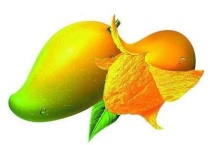 芒果水培多久？