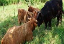 养牛省草的方法措施 长草短喂的好处