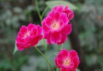 月季金丝雀为什么贵