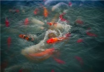 金鱼的寿命有多长