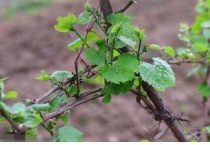 葡萄树主干开裂是怎么回事