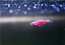 群养斑马鱼会自行繁殖吗？