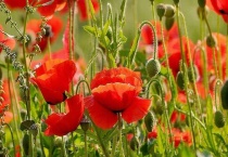 虞美人有毒吗？