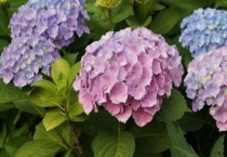 绣球花种子种植多久？