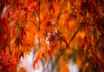 红枫树与黄枫树的区别？