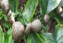 魔芋可不可以生吃 魔芋豆腐是怎么做出来的