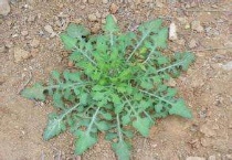 蒲公英的苗是什么样子