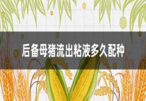 后备母猪流出粘液多久配种