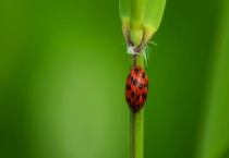 哪些瓢虫是益虫哪些瓢虫是害虫