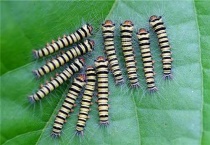 毛毛虫是益虫还是害虫