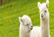 羊驼是不是保护动物 附羊驼的介绍