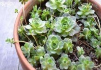 子持莲华开花会死吗？