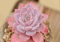 多肉植物用多元土怎么样