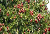 山楂苗结果需要几年 附种植多久？