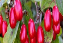 山茱萸种子催芽方法 山茱萸的种子多久？