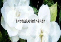 茶叶水能浇花吗？浇什么花合适的