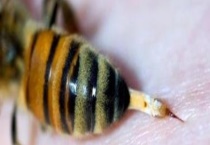 蜂毒能杀死癌细胞吗 附蜂毒的主要成分及毒副作用