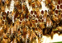 意蜂加巢础技巧及注意事项 附意蜂加脾技术