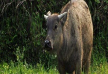 牛便血的防治多久？