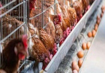 蛋鸡产蛋过早的危害 怎样防止蛋鸡产蛋过早