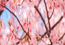 早樱属于落叶还是常绿乔木 樱花的主要品种有哪些？