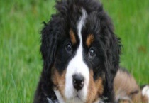 伯恩山犬好养吗？怎么饲养？