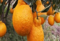 丑八怪的成熟时间是什么时候 附基本介绍