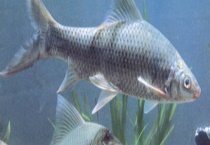 鲮鱼有哪些钓法？附最佳时间