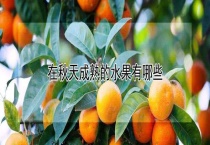 在秋天成熟的水果有哪些？