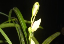 建兰主要产地在哪 主要品种有哪些？