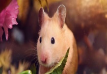 宠物金丝熊吃什么食物长大 喂养金丝熊有哪些注意事项