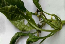 辣椒病虫害有哪些？