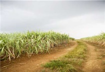 种植甘蔗为什么要剥掉叶子