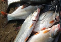 钓翘嘴红鲌用什么饵料？附食物习性