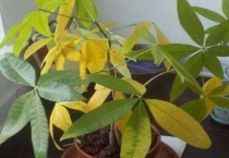 发财竹叶子变黄了什么原因？