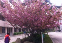 世上有泣血海棠吗？