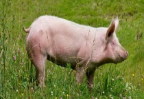 猪圆环病毒病的防治方法 附临床症状